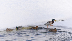 Anas platyrhynchos