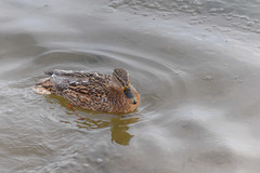 Anas platyrhynchos