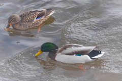 Anas platyrhynchos