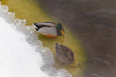 Anas platyrhynchos