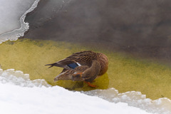 Anas platyrhynchos