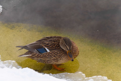Anas platyrhynchos