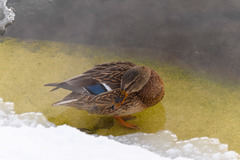 Anas platyrhynchos