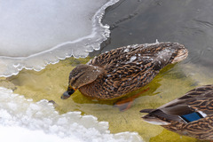 Anas platyrhynchos