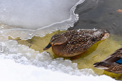 Anas platyrhynchos