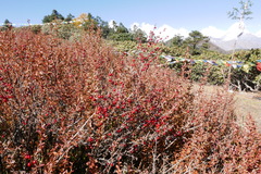 Berberis angulosa