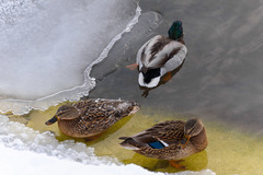 Anas platyrhynchos