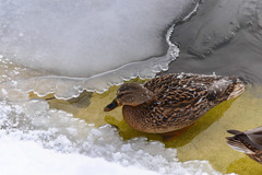 Anas platyrhynchos
