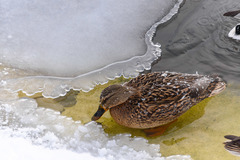 Anas platyrhynchos