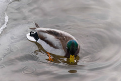 Anas platyrhynchos