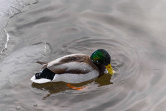 Anas platyrhynchos