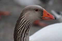 Anser anser domesticus