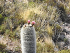 Trichocereus tarijensis