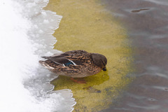 Anas platyrhynchos