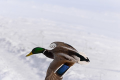 Anas platyrhynchos