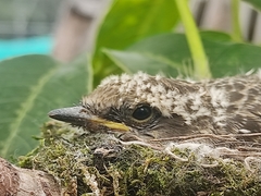 Pyrocephalus rubinus