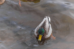 Anas platyrhynchos