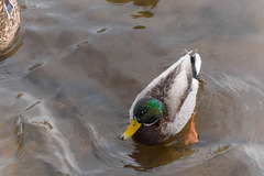Anas platyrhynchos