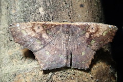 Paragonia cruraria
