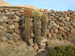 Trichocereus tarijensis