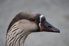 Anser anser domesticus × anser cygnoides domesticus