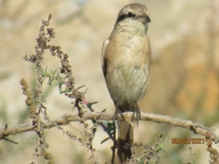 Lanius isabellinus