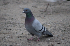Columba livia domestica