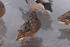 Anas platyrhynchos