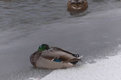 Anas platyrhynchos