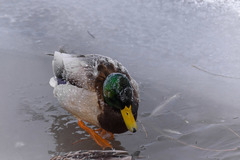 Anas platyrhynchos