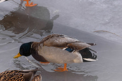 Anas platyrhynchos