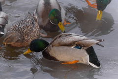 Anas platyrhynchos