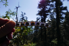 Piptanthus nepalensis