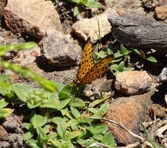 Pardopsis punctatissima