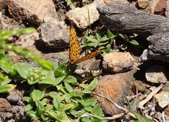 Pardopsis punctatissima