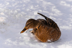 Anas platyrhynchos