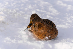 Anas platyrhynchos