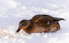 Anas platyrhynchos