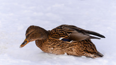 Anas platyrhynchos