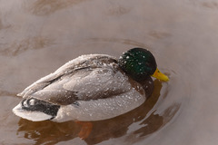 Anas platyrhynchos