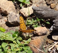 Pardopsis punctatissima
