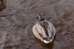 Anas platyrhynchos