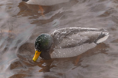 Anas platyrhynchos