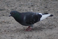 Columba livia domestica