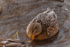 Anas platyrhynchos