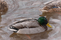 Anas platyrhynchos