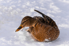 Anas platyrhynchos