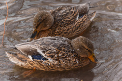 Anas platyrhynchos