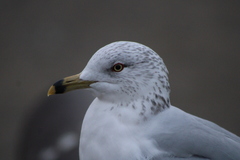 Larus delawarensis