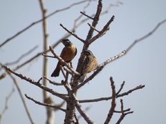 Emberiza goslingi
